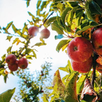 Red rosy apples hanging from an apple tree bathed in sunlight