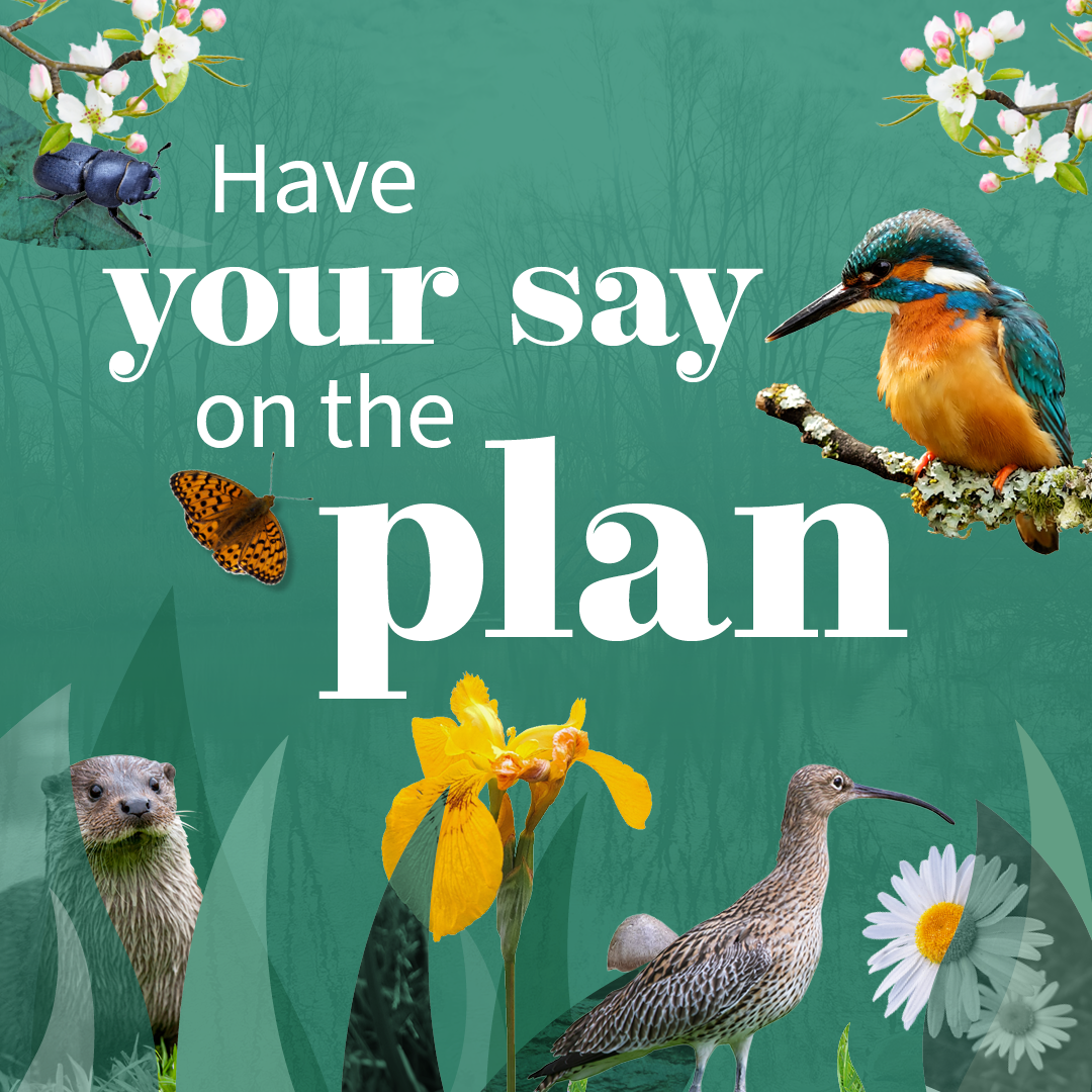 have your say on the plan